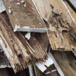 Wet Rot Vs Dry Rot