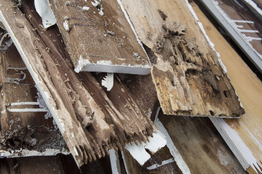 Wet Rot vs Dry Rot